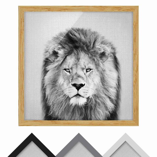 Billeder sort og hvid Lion Linus Black And White
