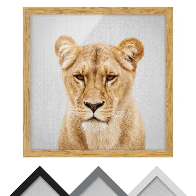 Billeder sort og hvid Lioness Lisa