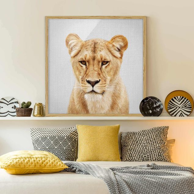 Billeder lions Lioness Lisa