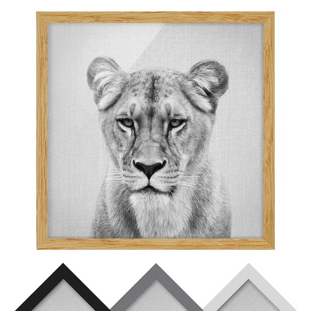 Billeder sort og hvid Lioness Lisa Black And White