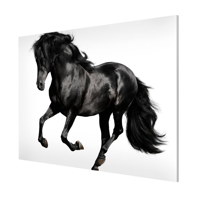 Billeder moderne Arabian Stallion