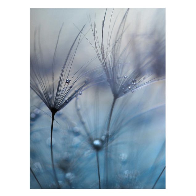 Magnettavler blomster Blue Feathers In The Rain