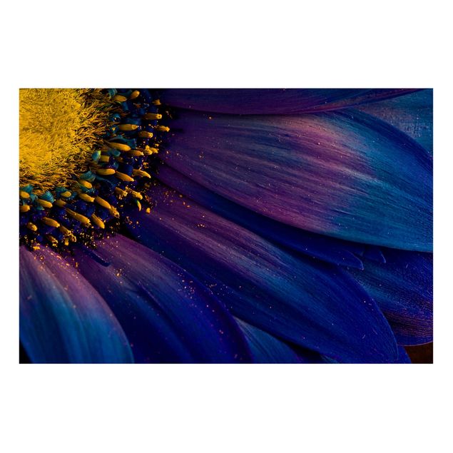 Magnettavler blomster Blue Gerbera Flower