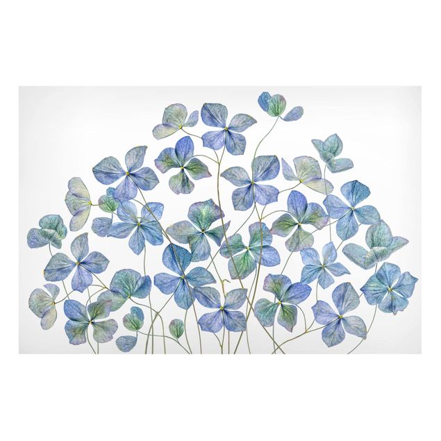 Magnettavler blomster Blue Hydrangea Flowers