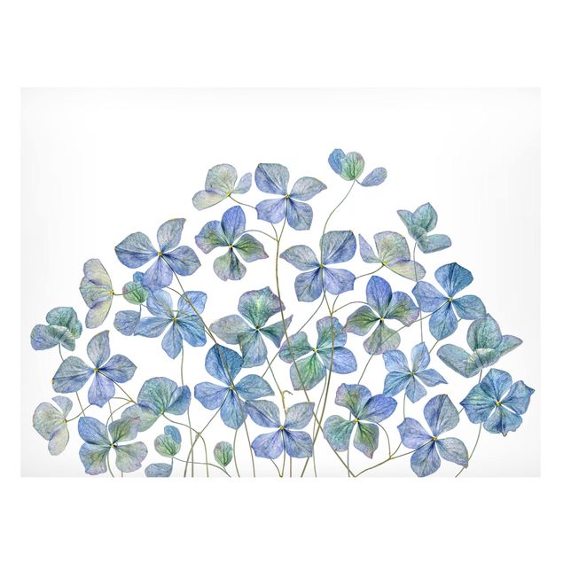 Magnettavler blomster Blue Hydrangea Flowers