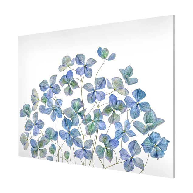 Billeder blomster Blue Hydrangea Flowers