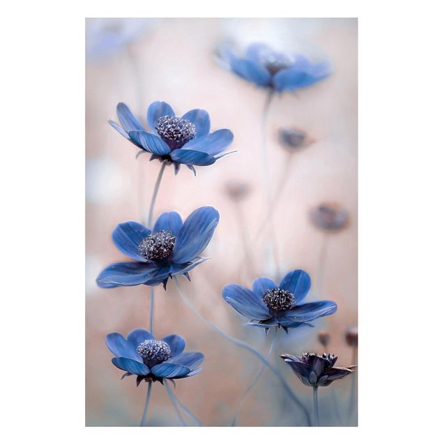 Magnettavler blomster Blue Cosmos