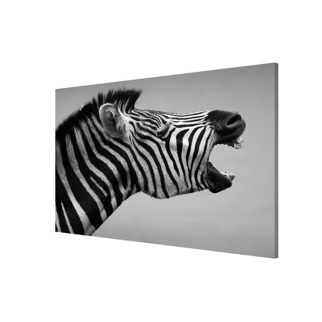 Magnettavler dyr Roaring Zebra ll