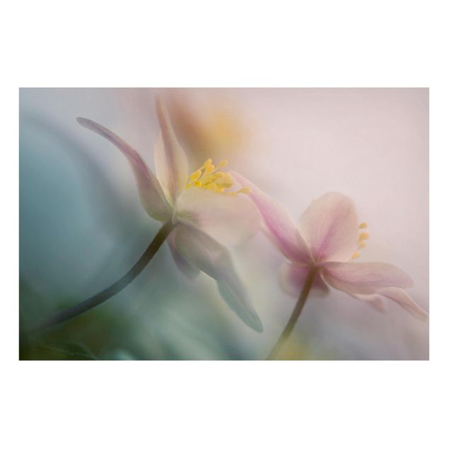 Magnettavler blomster Wood anemone