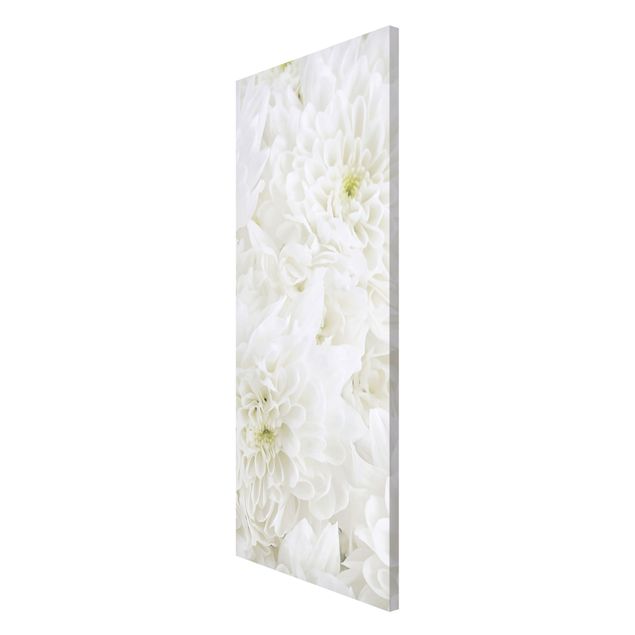 Billeder blomster Dahlias Sea Of Flowers White