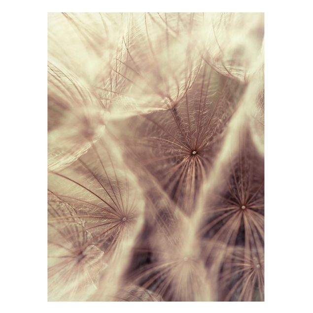 Magnettavler blomster Detailed Dandelion Macro Shot With Vintage Blur Effect