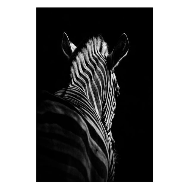Billeder zebraer Dark Zebra Silhouette