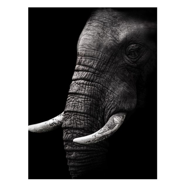 Billeder elefanter Dark Elephant Portrait