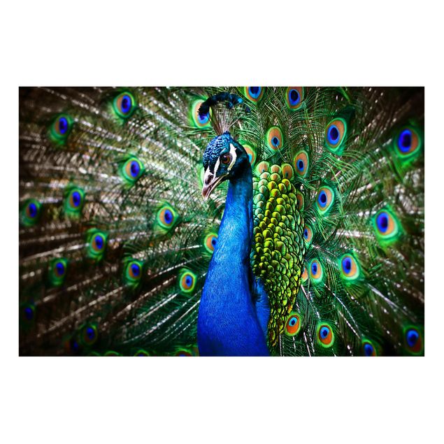 Magnettavler dyr Noble Peacock