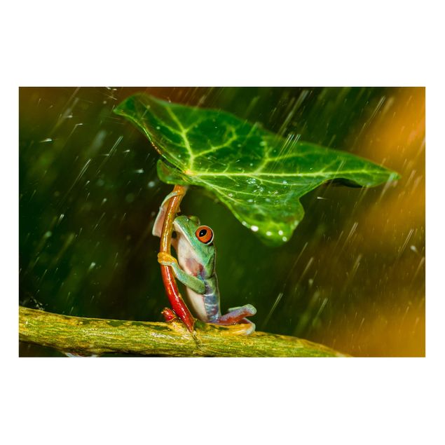 Magnettavler blomster Frog In The Rain