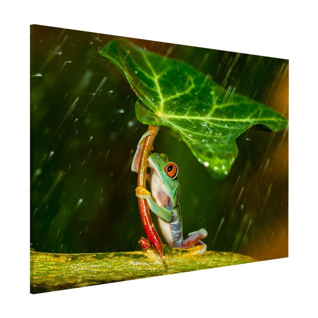 køkken dekorationer Frog In The Rain