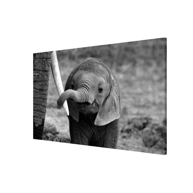 Magnettavler dyr Baby Elephant