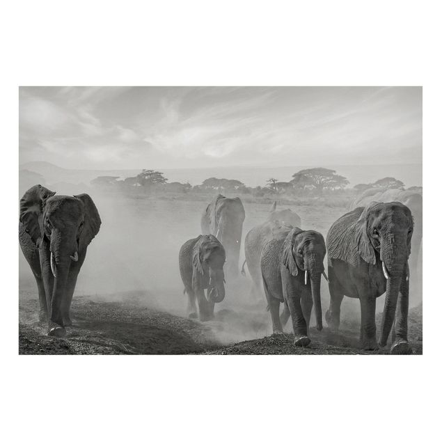Billeder elefanter Herd Of Elephants