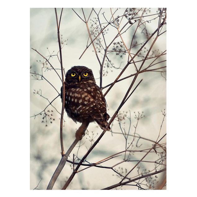 Magnettavler dyr Owl In The Winter
