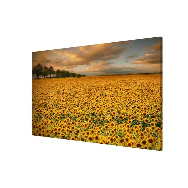 Billeder natur Field With Sunflowers