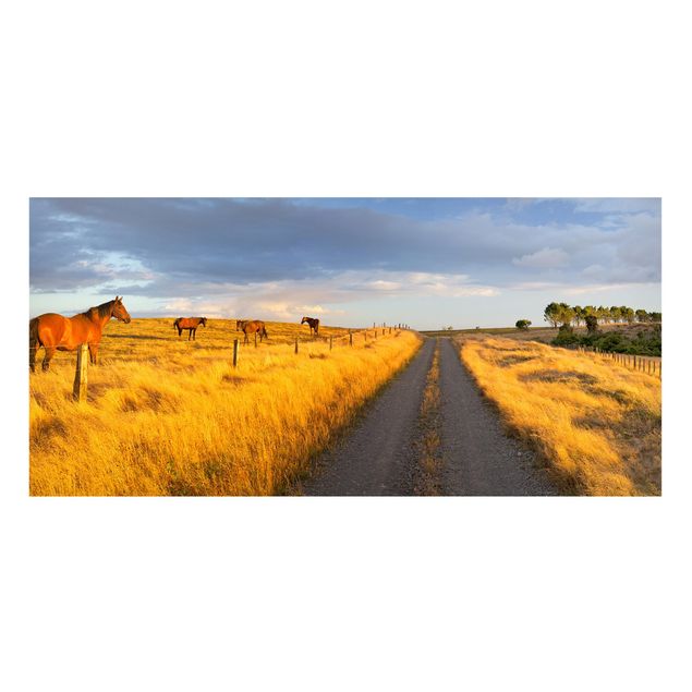 Billeder heste Field Road And Horse In Evening Sun