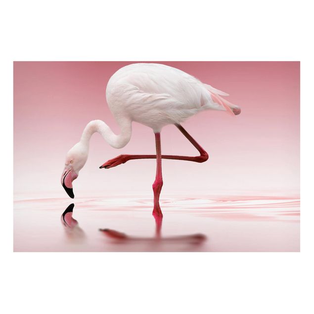 Magnettavler dyr Flamingo Dance
