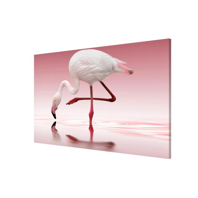 Billeder fjedre Flamingo Dance