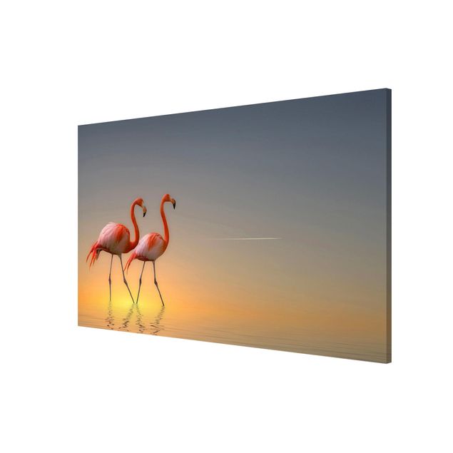 Billeder Afrika Flamingo Love