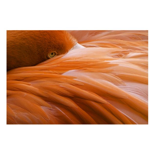 Magnettavler dyr Flamingo Feathers