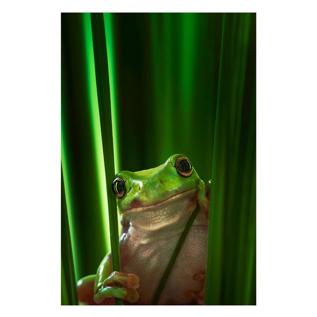 Magnettavler dyr Merry Frog