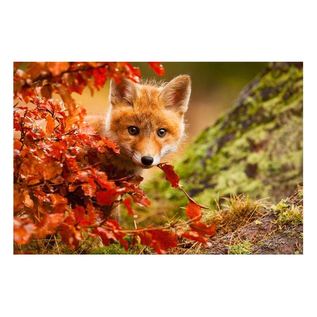 Billeder træer Fox In Autumn