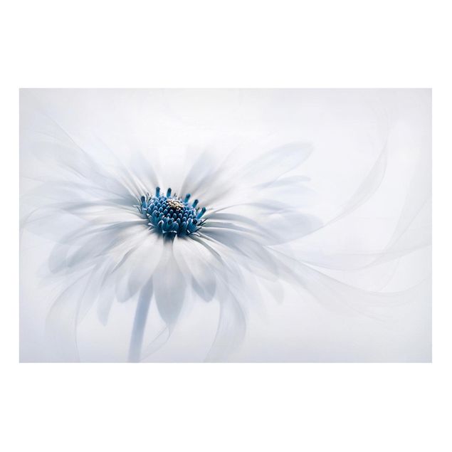 Magnettavler blomster Daisy In Blue