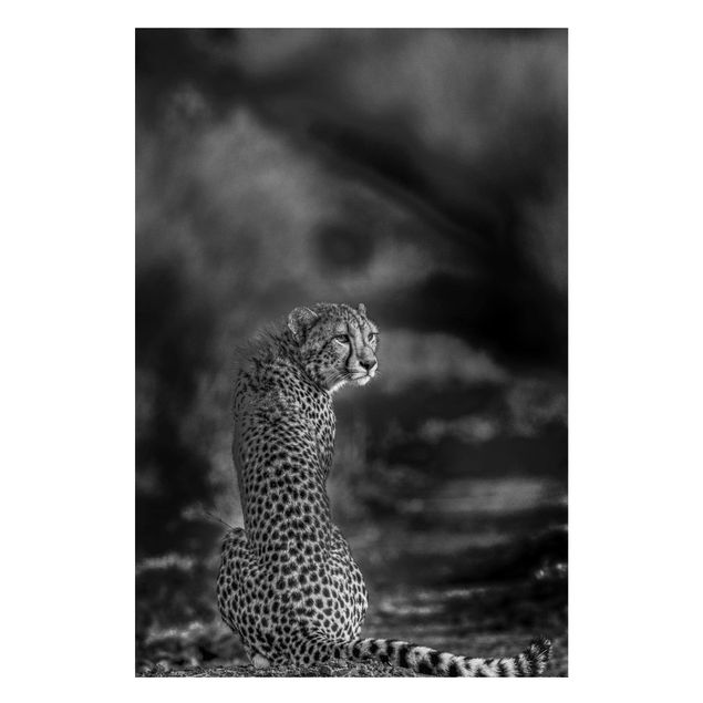 Magnettavler dyr Cheetah In The Wildness