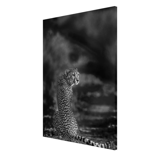 Billeder moderne Cheetah In The Wildness