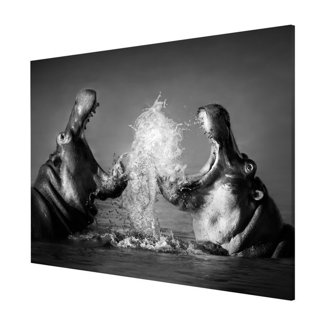 Billeder Afrika Hippo Fight