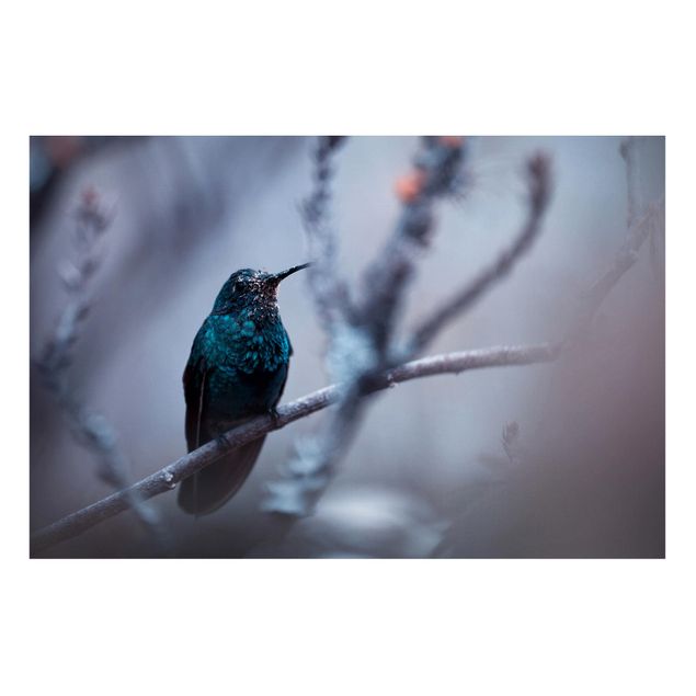 Magnettavler dyr Hummingbird In Winter