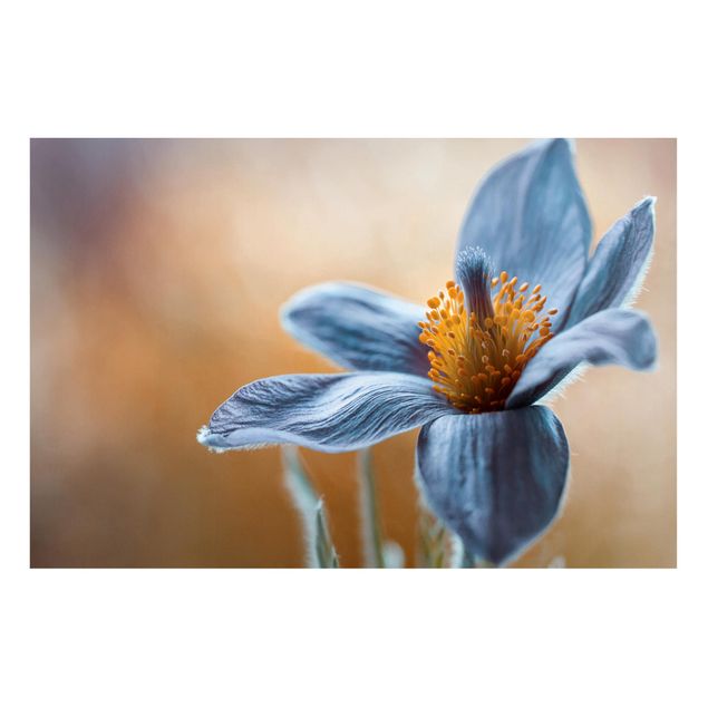 Magnettavler blomster Pulsatilla In blue