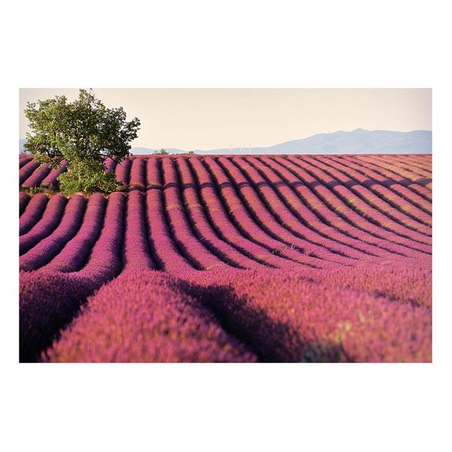Billeder landskaber Lavender