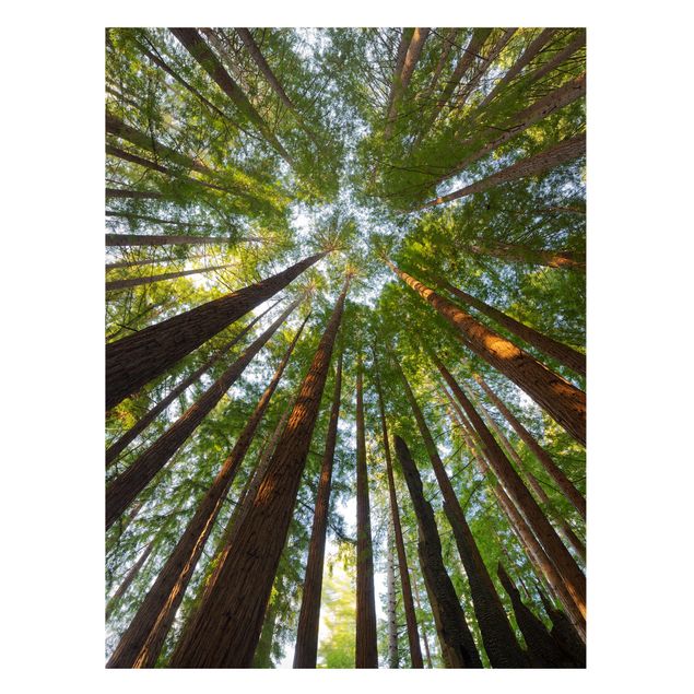 Billeder træer Sequoia Tree Tops
