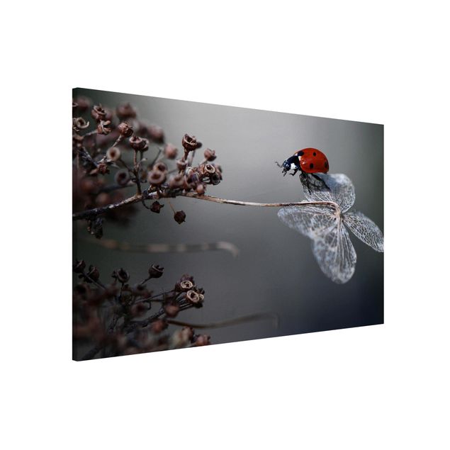køkken dekorationer Ladybird On Hydrangea
