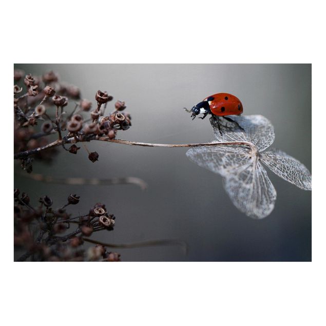 Magnettavler blomster Ladybird On Hydrangea