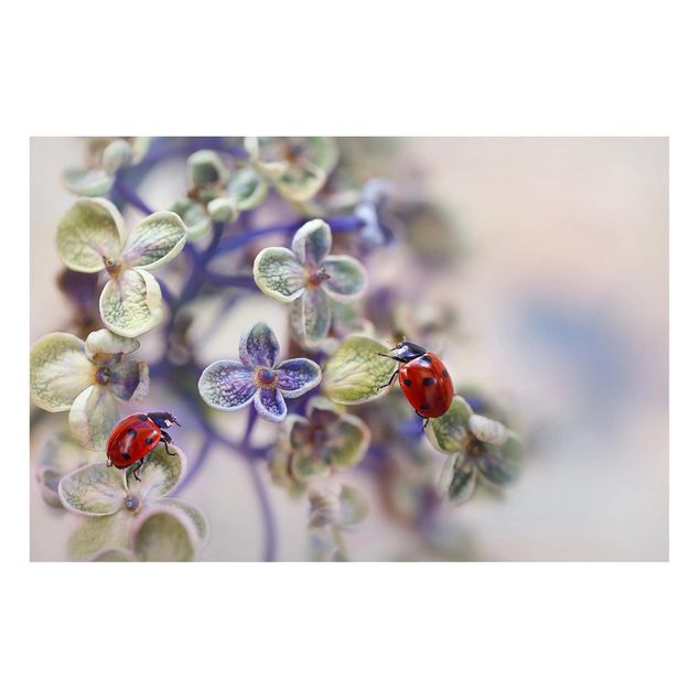 Magnettavler blomster Ladybird In The Garden