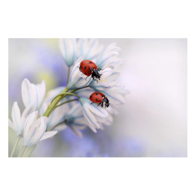 Magnettavler blomster Ladybird Couple
