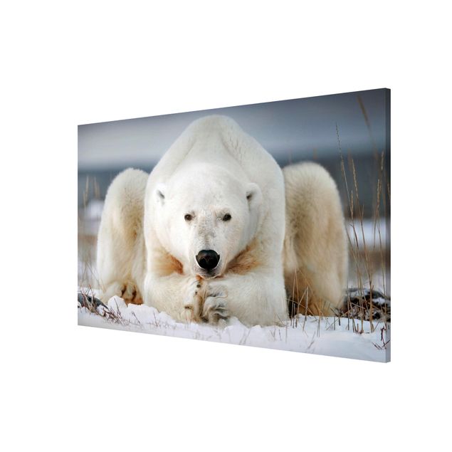 Magnettavler dyr Contemplative Polar Bear