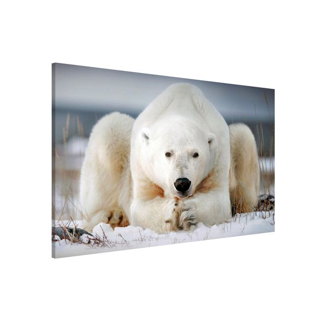 Billeder bjørne Contemplative Polar Bear