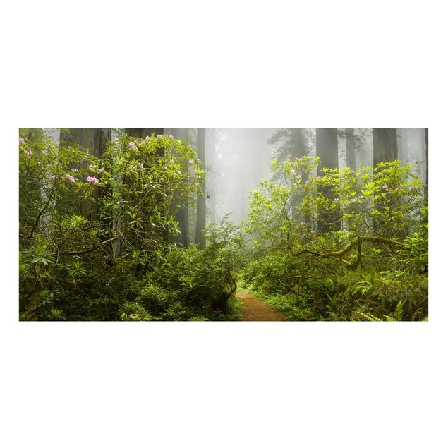 Billeder træer Misty Forest Path