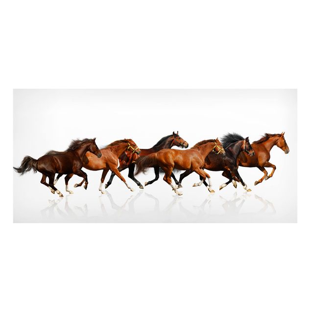 Billeder heste Horse Herd