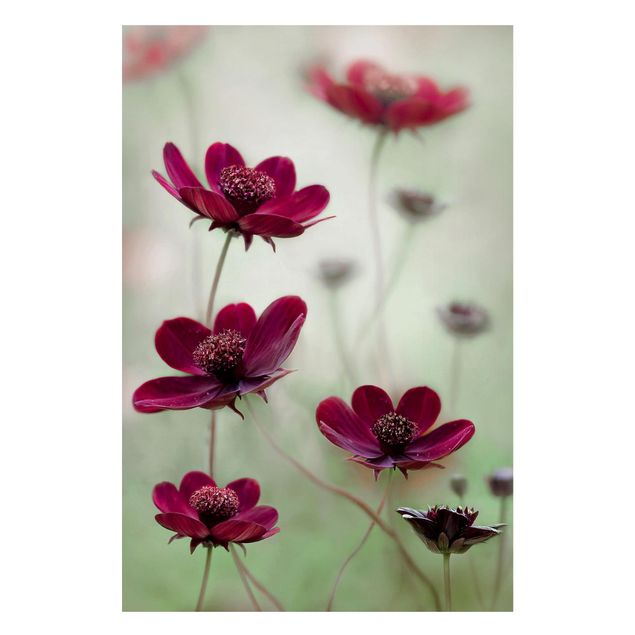 Magnettavler blomster Pink Cosmos Flower
