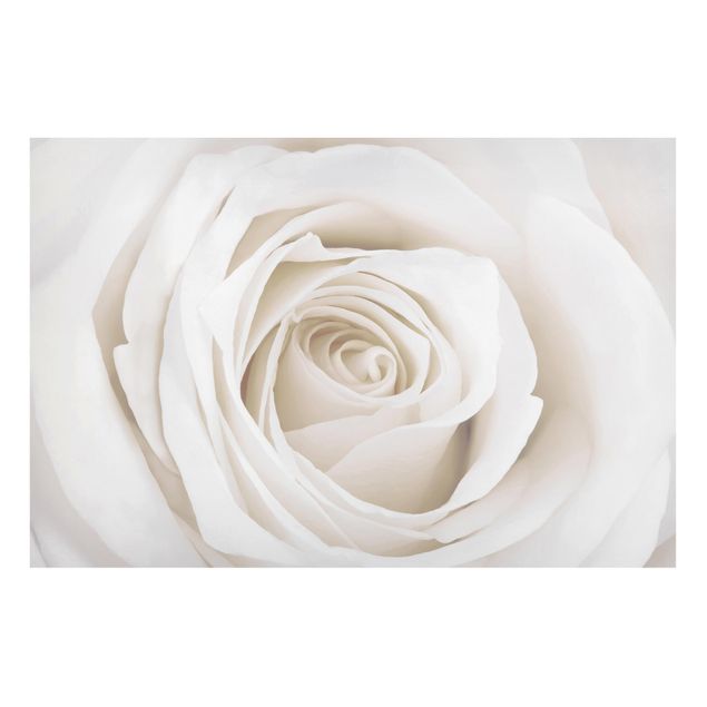 Magnettavler blomster Pretty White Rose