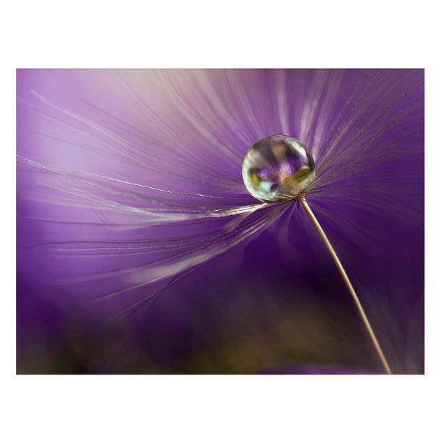 Magnettavler blomster Dandelion In Violet